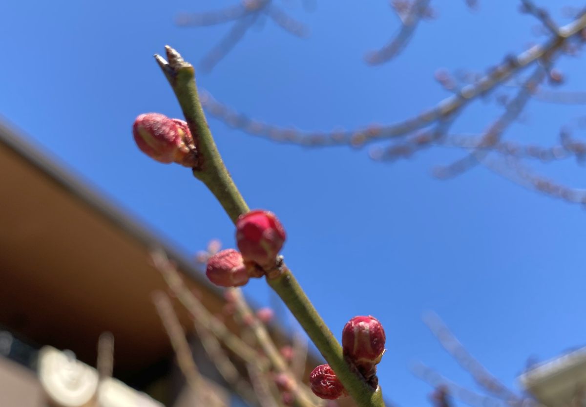 謎の薬と、これからパニックが始まる