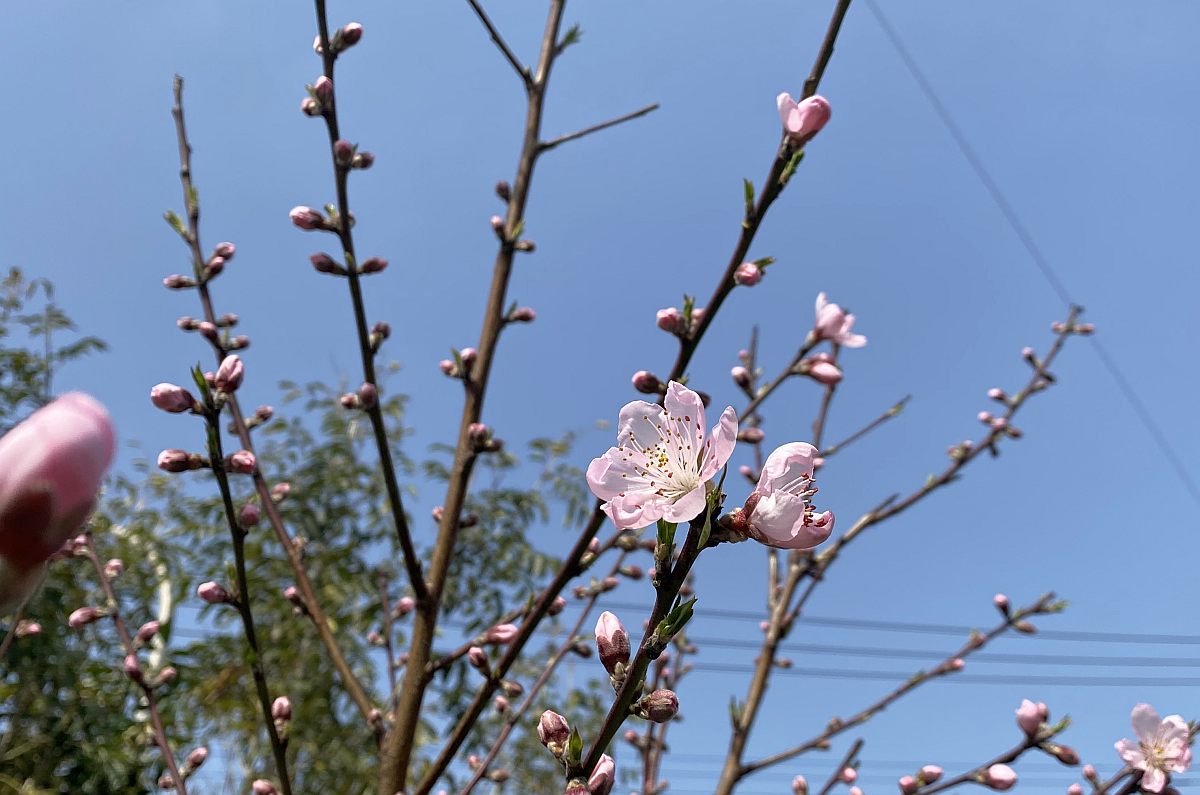 桃と桜が同時に咲いたが桃が優勢（3月25日）