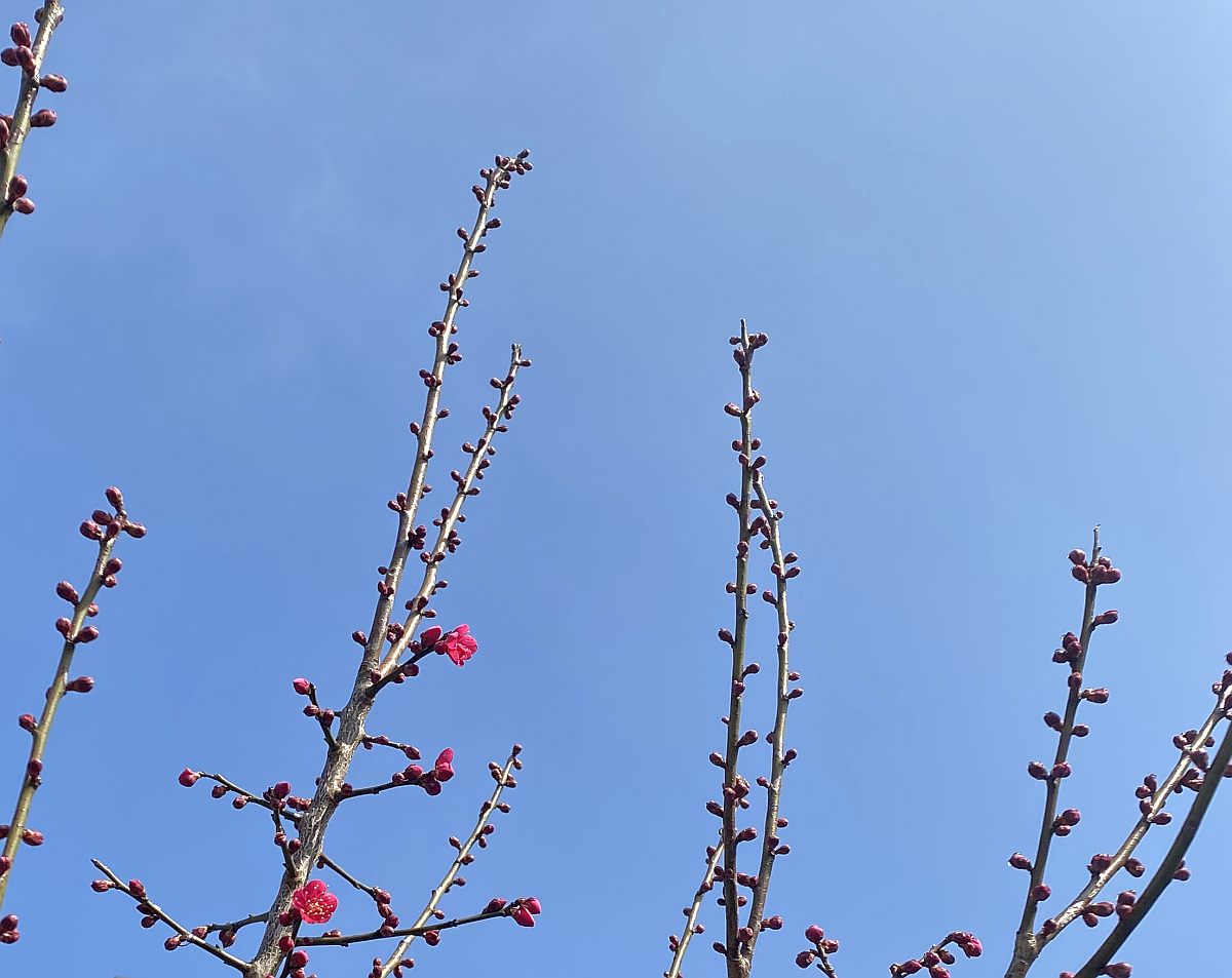 留学生の前で漫才を披露する
