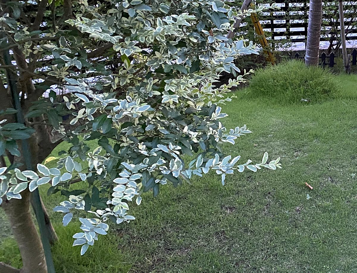 ヤブ歯科医と呪いの写真