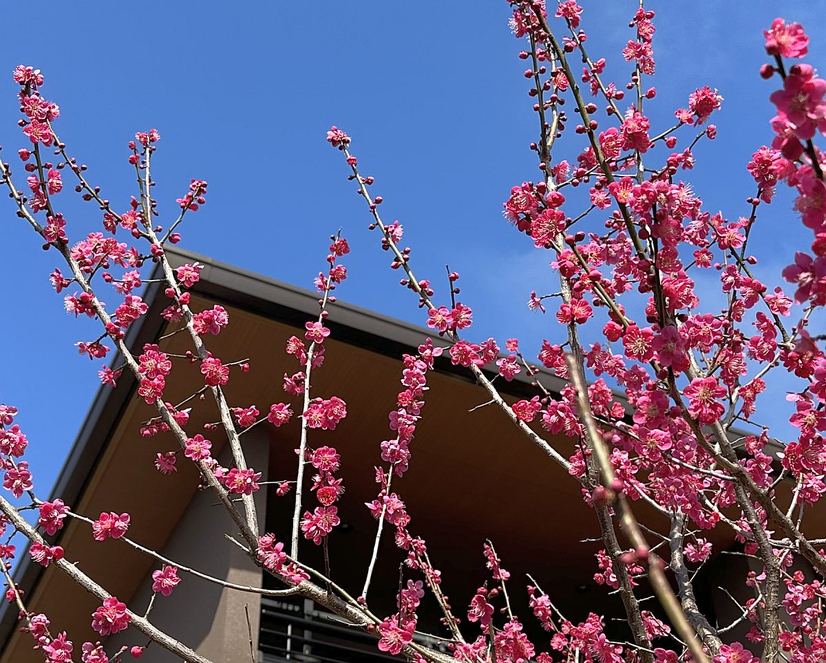 梅の咲き始めと満開の時期は花粉症の時期