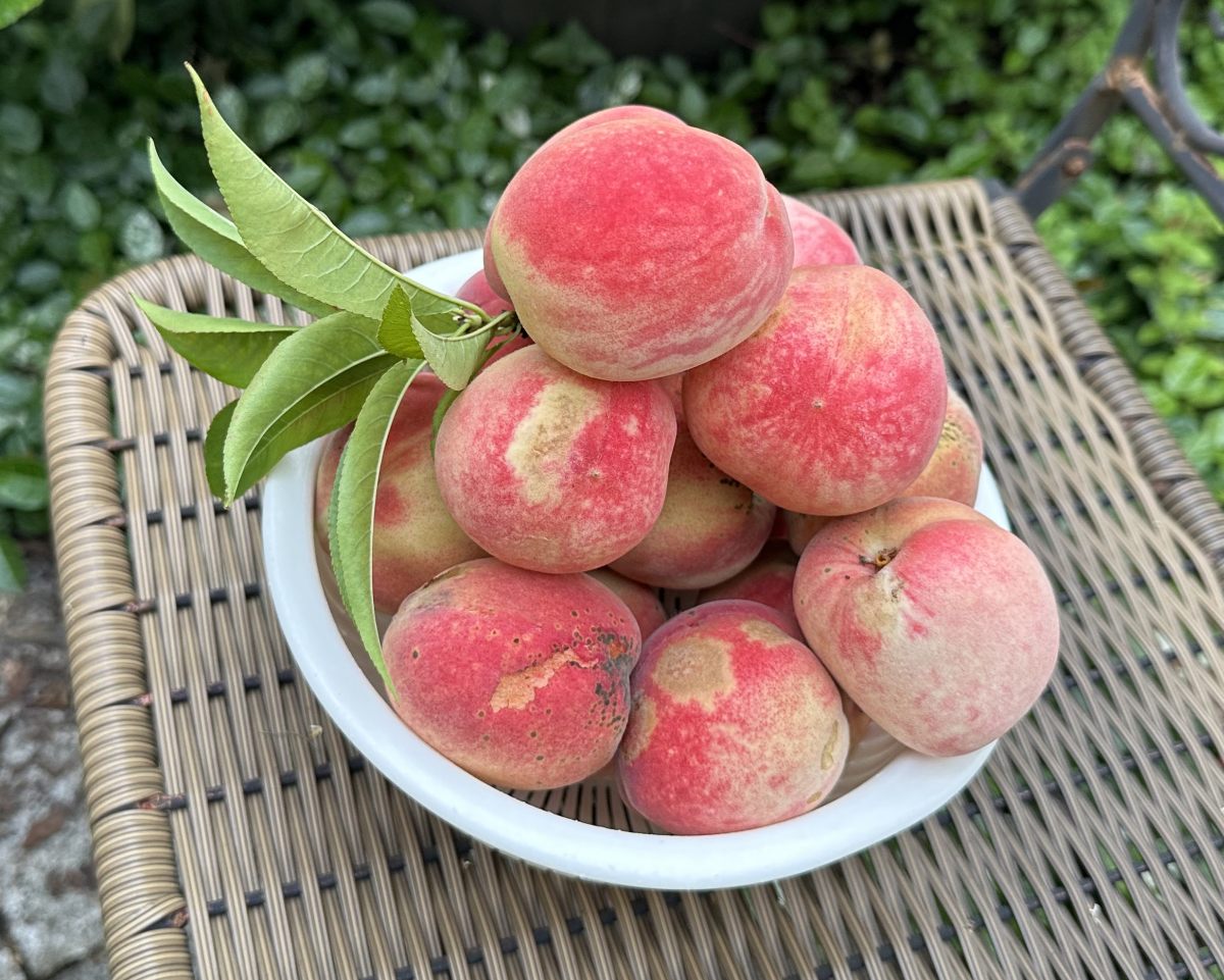 【庭で収穫】桃の美味しい食べ方