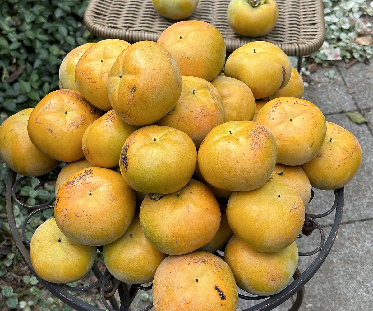 【庭で収穫】柿の収穫のタイミングと美味しい食べ方